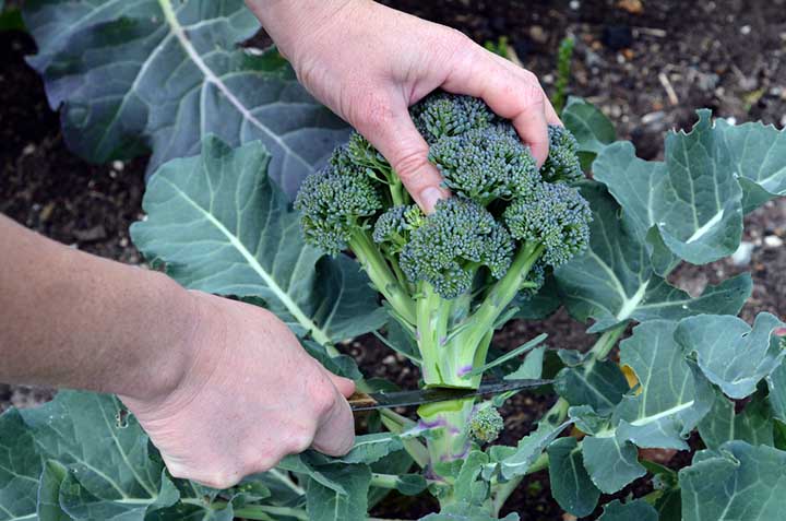 does broccoli die after harvest?