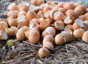 Are Eggshells Good for Plants? ( Uses & Cautions)