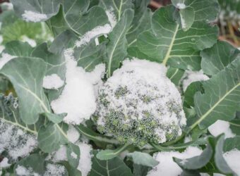 Is Broccoli Frost Tolerant? (Everything You Need To Know)