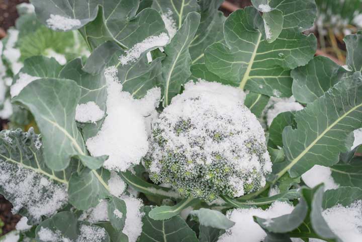 Is Broccoli Frost Tolerant?