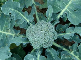 Why is My Broccoli Plant Wilting and Falling Over? (Causes, Solution, & How to Prevent!) 
