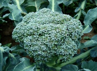 Can You Plant Broccoli in a Square Foot Garden? (Everything You Need To Know) 