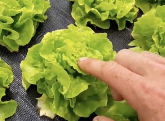 Can You Eat Bolted Lettuce? (+2 of My Favorite Recipes)