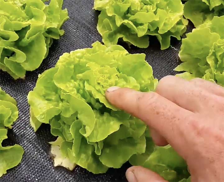 Can You Eat Bolted Lettuce?