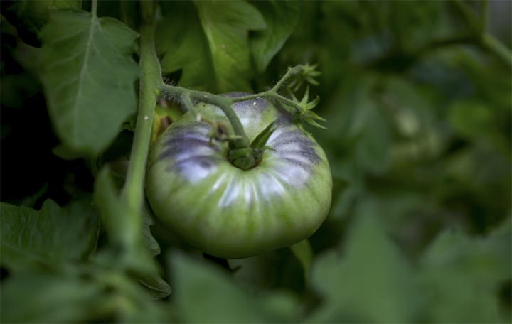 homemade tomato fertilizer