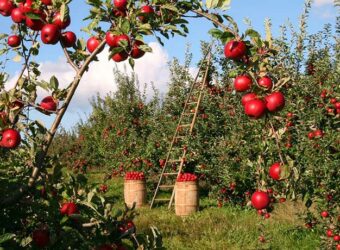 Best Apple Tree Fertilizers – Top 5 Best Fertilizers for Apple Trees