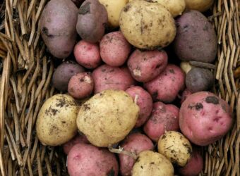 Best Potato Fertilizer – The 7 Best Fertilizers for Potatoes