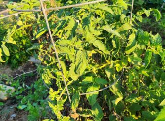 7 Best Tomato Fertilizers in 2024
