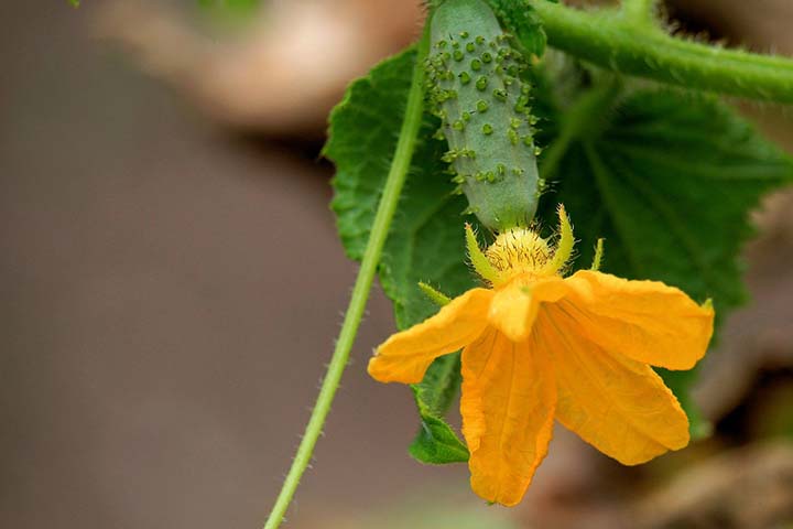 a female cucumber flower