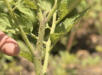 How Do I Get Rid Of Aphids On My Tomato Plants?