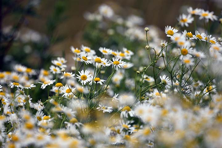 How to grow Chamomile and Chamomile Uses