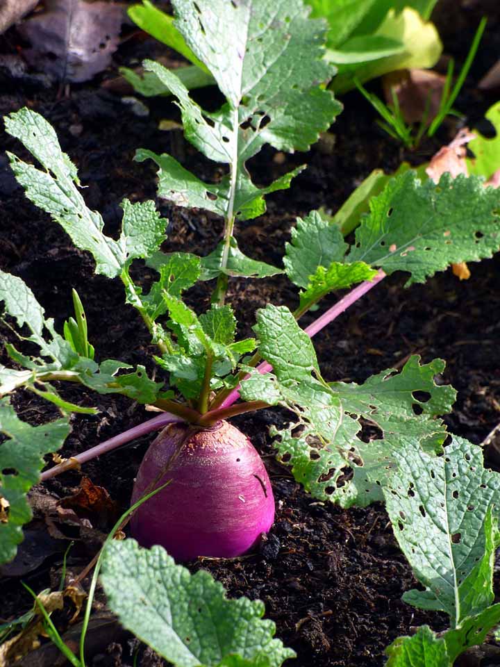 When to harvest turnips?
