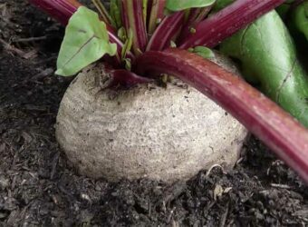 When And How To Harvest Beets? ( With My Video)