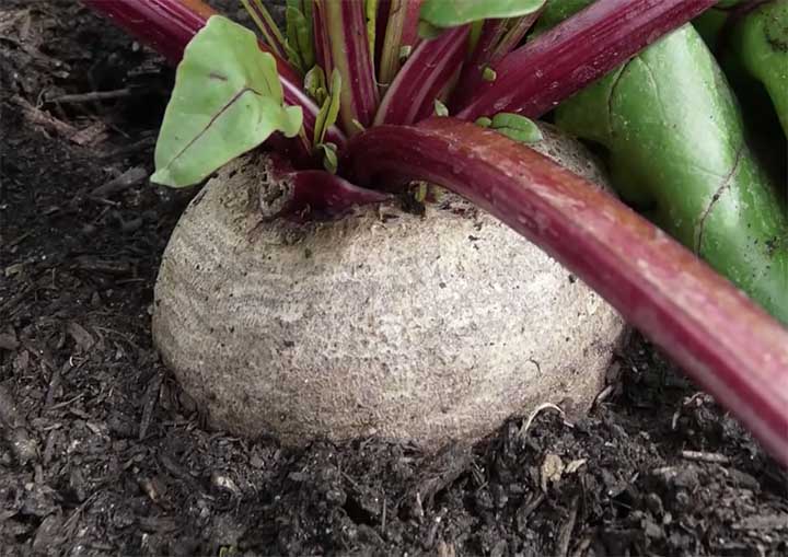 when to harvest beets?
