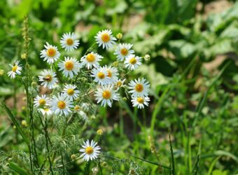Chamomile Companion Plants – The 12 Best and 7 Worst Plants