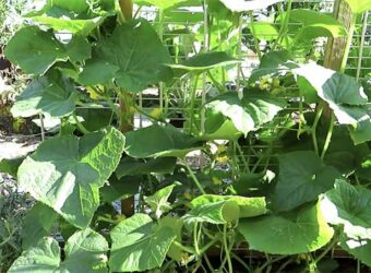 Cucumber Plant Light Requirements – Sunlight and Artificial Lights
