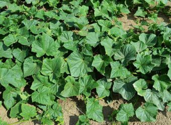 Cucumber Plant Spacing – How Far Apart to Plant Cucumbers?