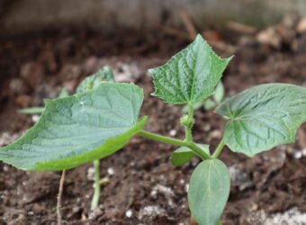Cucumber Plant Stages – The Growing Stages of a Cucumber