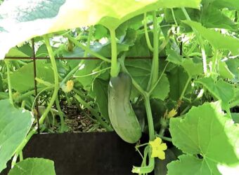 How Many Cucumbers Per Plant? – Depending on the Varieties