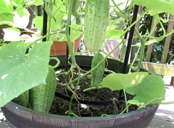 Growing Cucumbers in a Pot – How Do I Grow Cucumbers in a Pot?