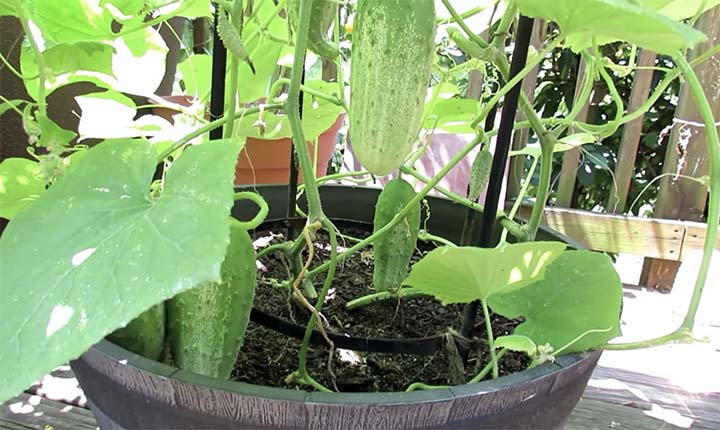 how to grow cucumbers in a pot?