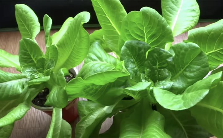 how to grow lettuce indoors?