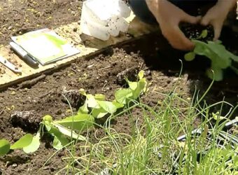 How to Grow Romaine Lettuce? In-depth Guide from Our Experts
