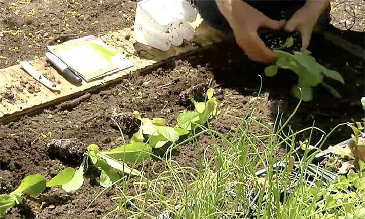 How to grow romaine lettuce?
