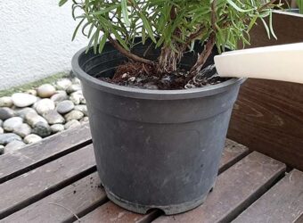 Watering Rosemary – How to Water Rosemary Plants?