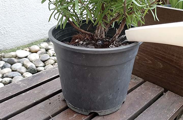 How to Water Rosemary Plants?