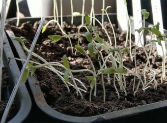 Why Are My Tomato Seedlings Leggy?