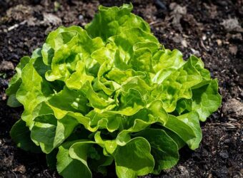 7 Lettuce Growing Stages with Pictures