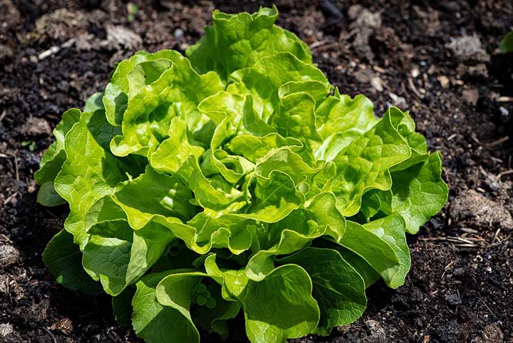 Lettuce Growing Stages