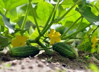 Overwatered Cucumber Plant – What Happens and How to Fix It?