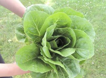 When and How to Harvest Romaine Lettuce?