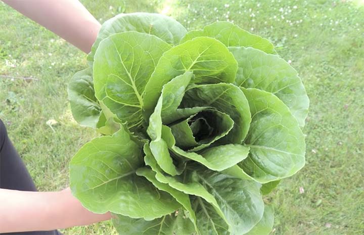 when and how to harvest romaine lettuce?