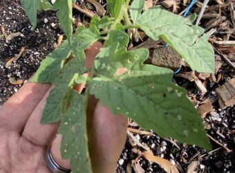 Why Do My Tomato Leaves Have White Spots?