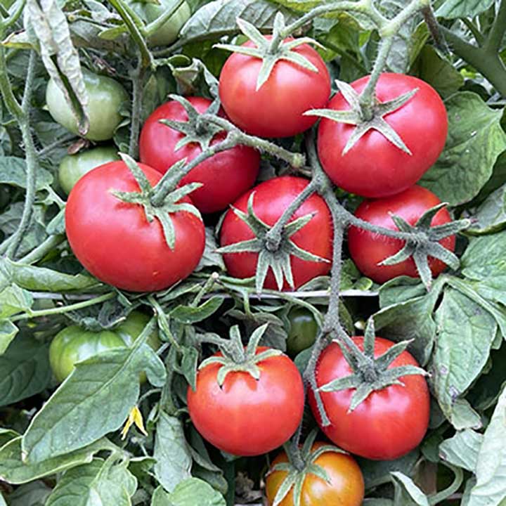 Alaska Determinate Tomato