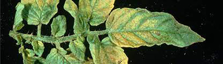 Alfalfa Mosaic Virus disease of tomatoes caused by Alfalfa mosaic virus