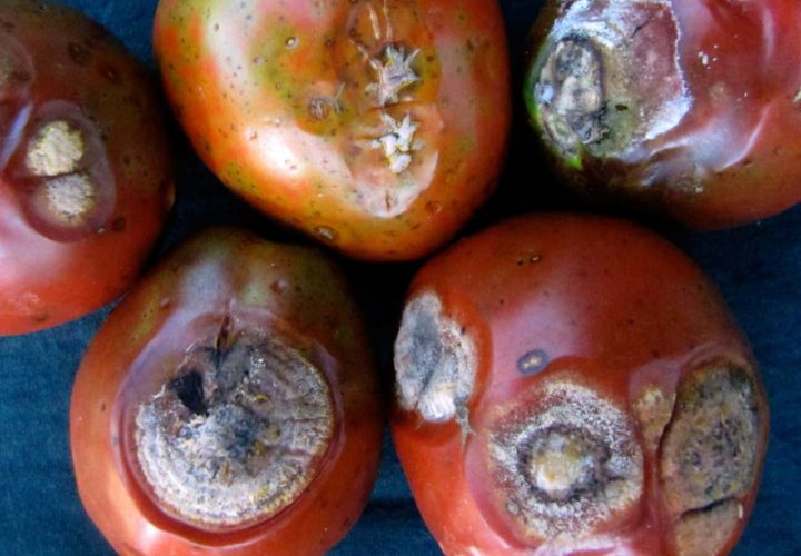 Anthracnose disease of tomatoes caused by colletotrichum phomoides