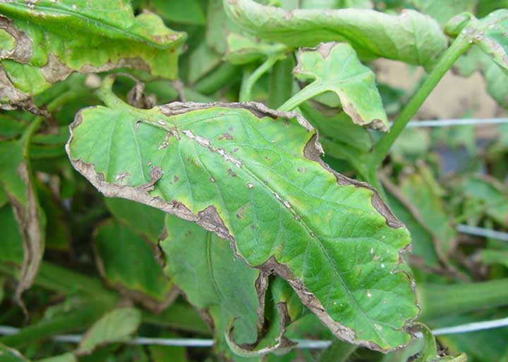 Bacterial Canker on Tomato Leaves