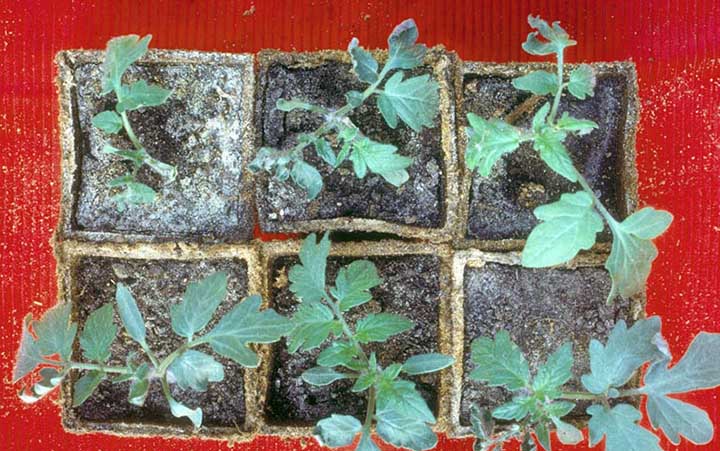 Bacterial Canker seedlings symptoms