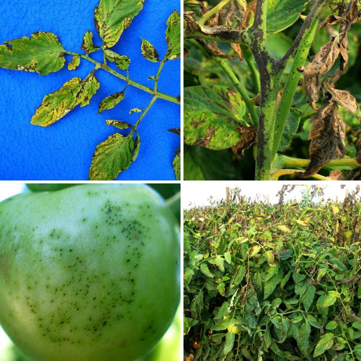 Bacterial Speck All Symptoms - Leaves, Stems, Fruits, Plants