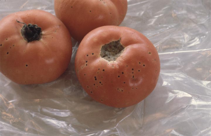Bacterial Speck disease of tomatoes caused by Pseudomonas syringae pv. Tomato