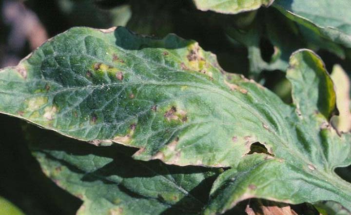 Bacterial Spot on Tomato Leaves