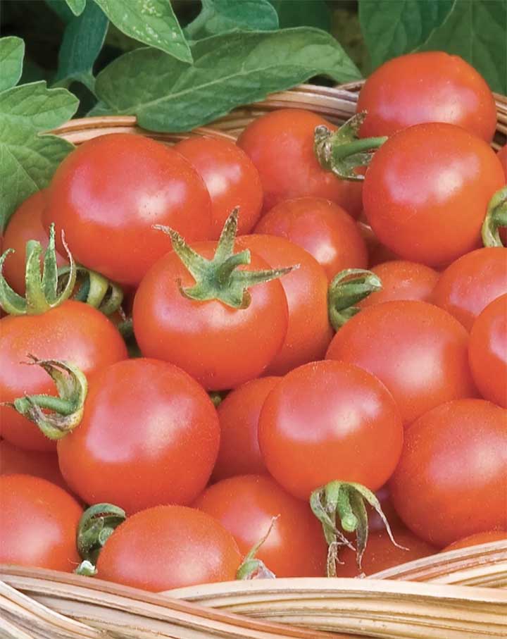 Baxters Bush Cherry Determinate Tomato