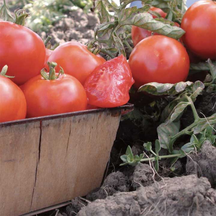 Beaverlodge Determinate Tomato