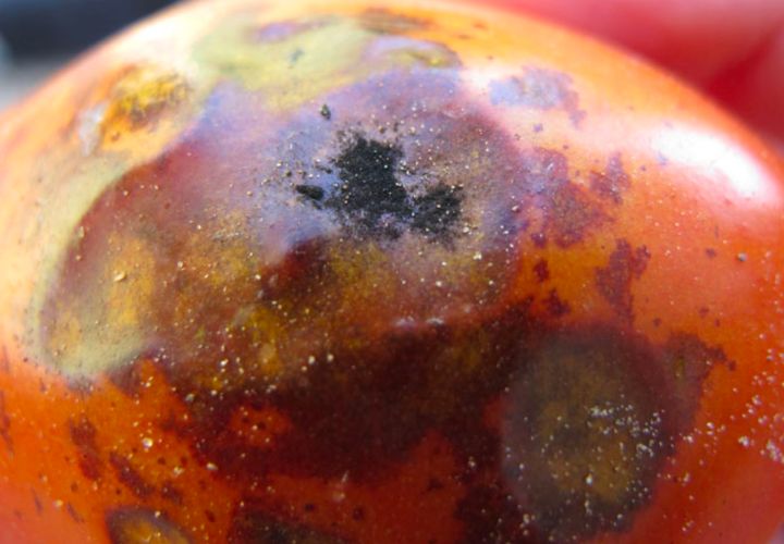 Black mold disease of tomatoes caused by the fungus Alternaria alternata.