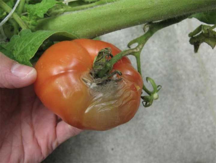 Botrytis Gray Mold on Tomato Fruits
