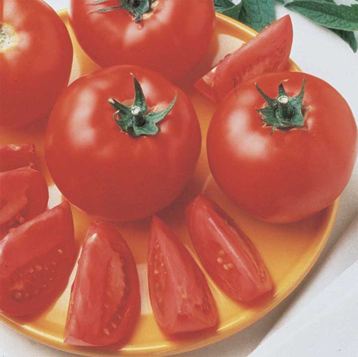 Bush Early Girl Determinate Tomato